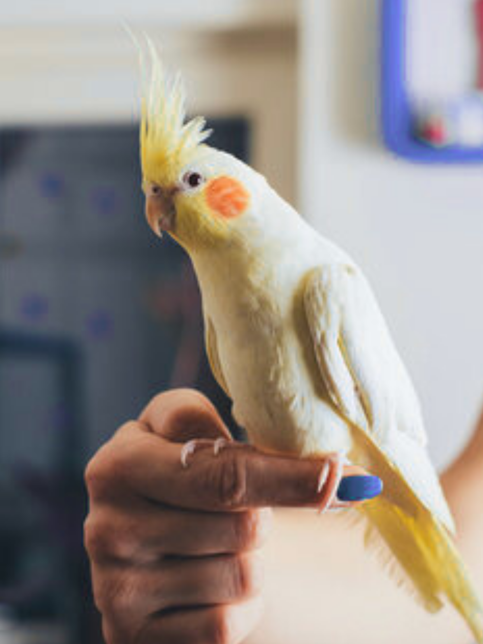 Home 19 Untitled design 1 LoveThePet