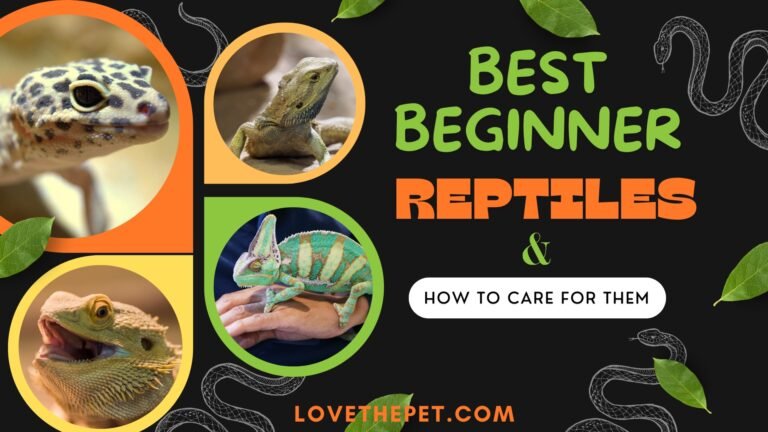 Reptiles care