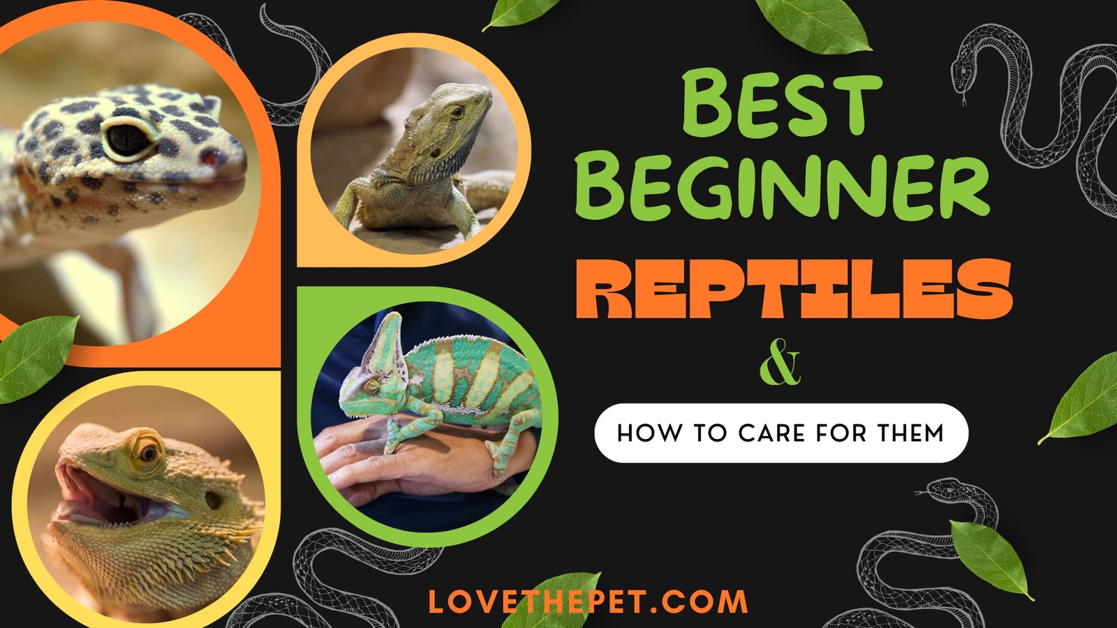 Reptiles care