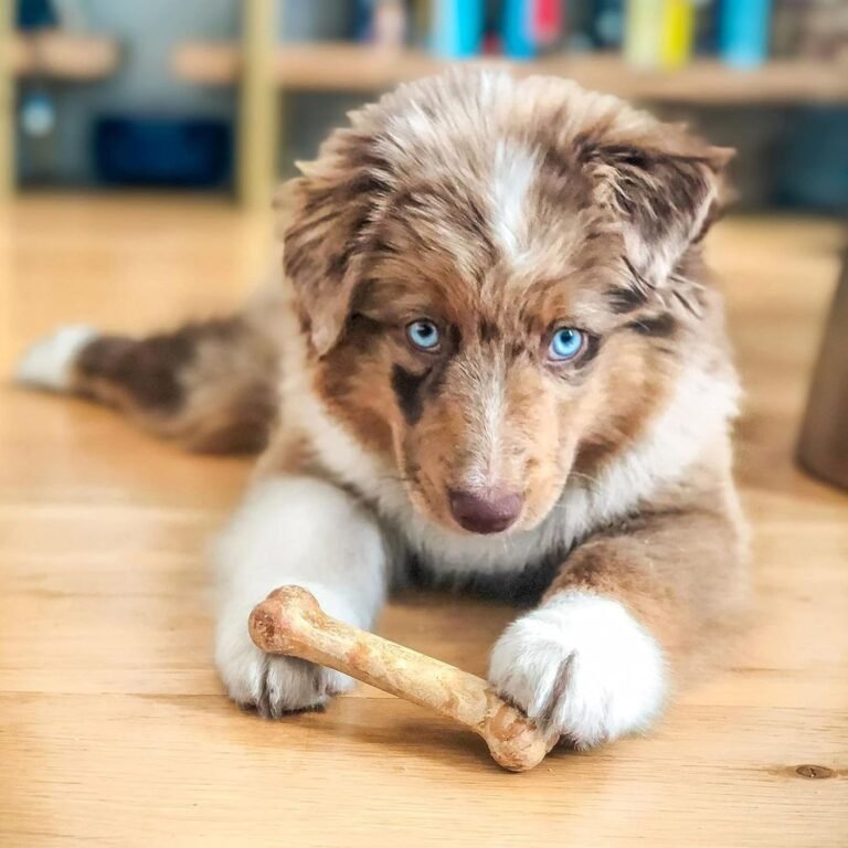 814144bjDML. AC SL1500 LoveThePet