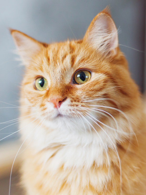 Orange Simple Quote Cats Facebook Post Orange Simple Quote Cats Facebook Post